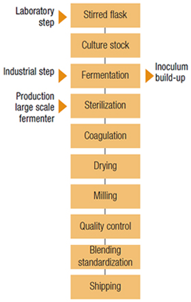 Xanthan Gum Mfanufacturing Process Xanthan Gum Mfanufacturing Process