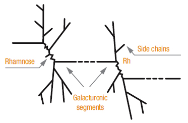 Galacturonic Acid Galacturonic Acid