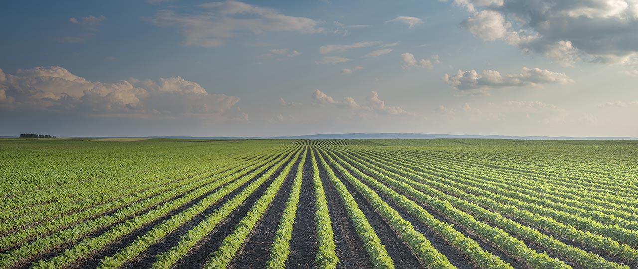 agriculture risk management cargill