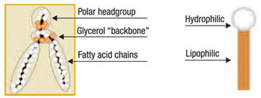 inpage apac phospholipids 1