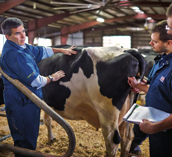 preview sustainability cow signals training