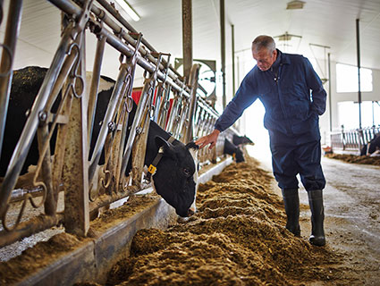 innovation animal feed nutrition cargill innovation animal feed nutrition cargill
