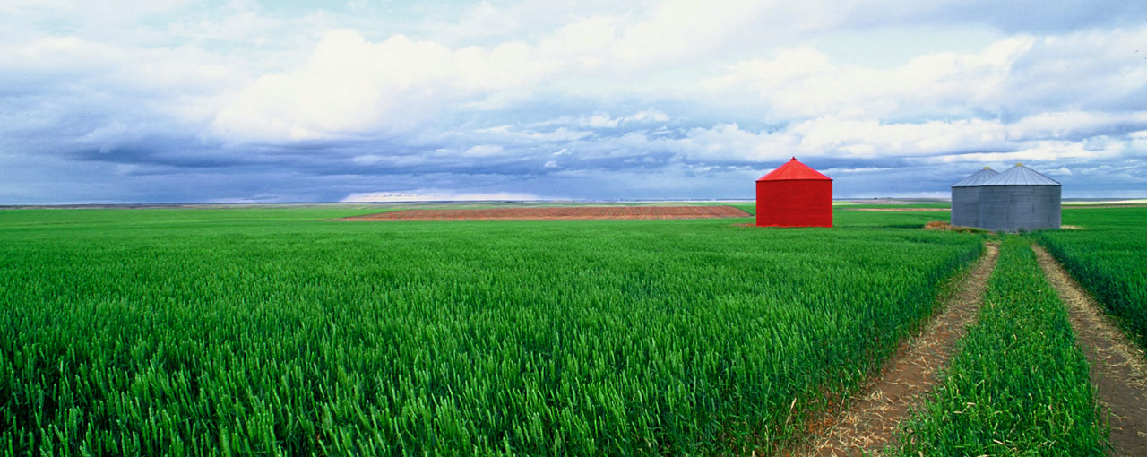 hero-institutional-products-Sask-wheat