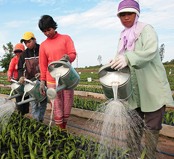 preview sustain palm banner