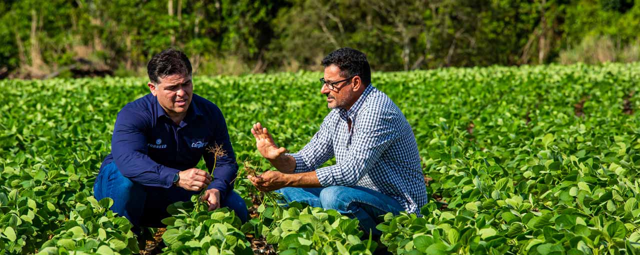 people in a green crop field image