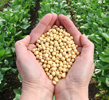 Prolia Soy Flour Gives a Protein Boost to your Formulations Prolia Soy Flour Gives a Protein Boost to your Formulations