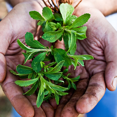 Truvia Sweetener Truvia Sweetener