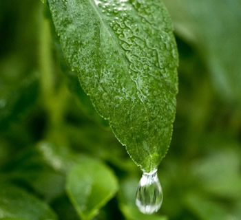 ViaTech Sweetener ViaTech Sweetener