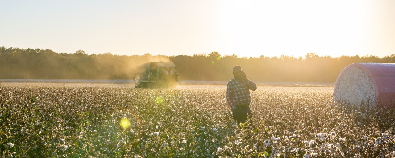 hero ag market cotton landing UM