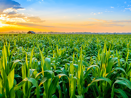 Cargill Starches and Derivatives - sun sets over a corn field Cargill Starches and Derivatives - sun sets over a corn field