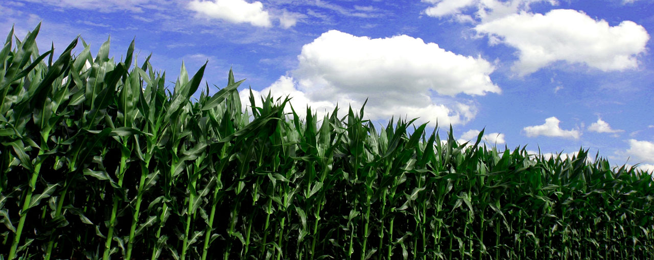 Corn field
