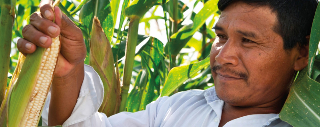 Farmer inspecting corn
