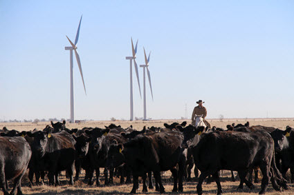 Raising Beef Standards Promo Image Raising Beef Standards Promo Image