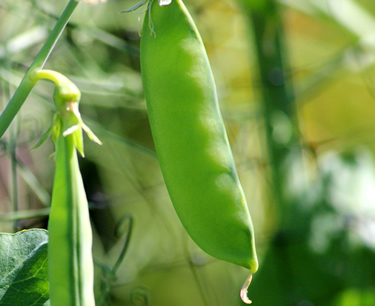 Pea Protein Pea Protein