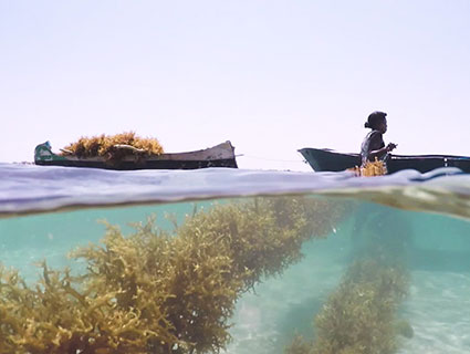 Sustainable Seaweed Sustainable Seaweed