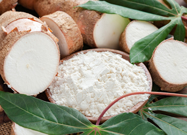 Tapioca - The story behind the ingredient