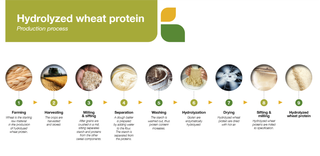 hydrolized wheat protein production process hydrolized wheat protein production process