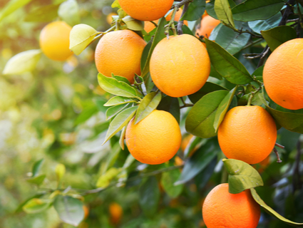 Sustainability Goals 2025 - Pectin Sustainability Goals 2025 - Pectin