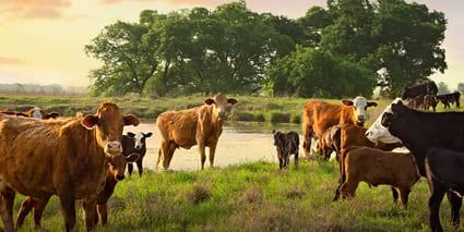 cattle landscape preview image cattle landscape preview image