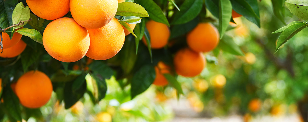 Our new Brazilian pectin plant