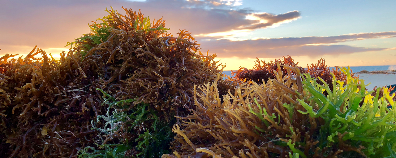 Seaweed drying and a sunset Seaweed drying and a sunset