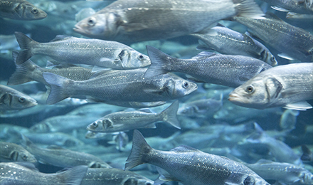 image of fish in the sea image of fish in the sea