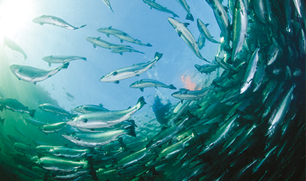 fish in the sea image fish in the sea image