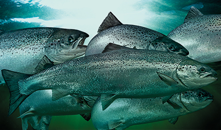 salmon swimming underwater image salmon swimming underwater image