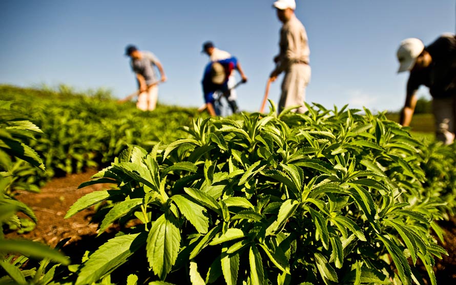 stevia crops field image stevia crops field image
