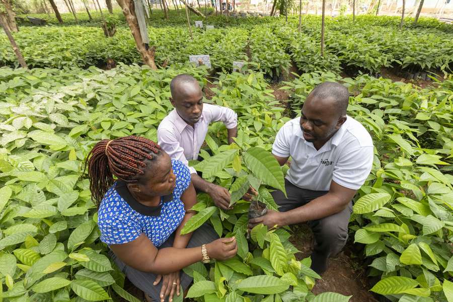 three people looking at cocoa tree in cocoa plantation