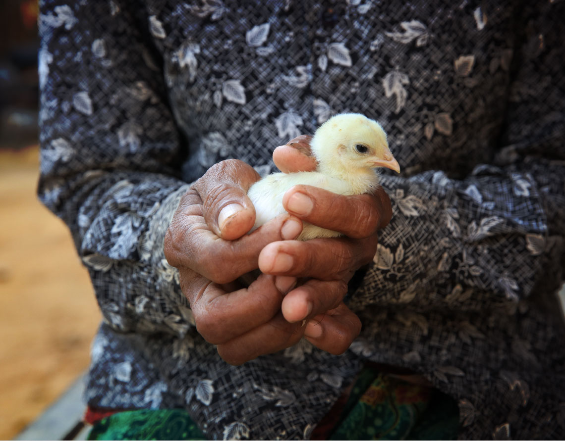 Hatching new plans: How a survivor of gender-based -imagestory Hatching new plans: How a survivor of gender-based -imagestory