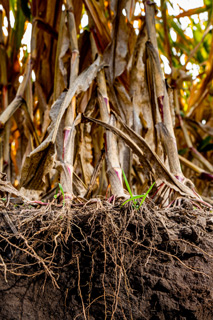 Cargill_Soil_Vinton_0514 Cargill_Soil_Vinton_0514