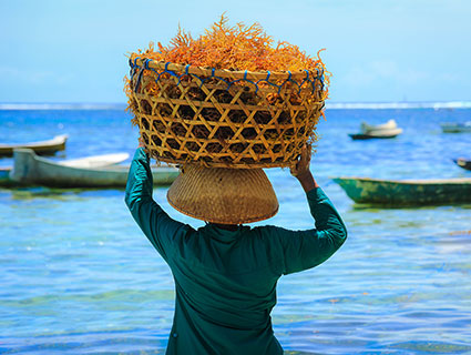 Cargill launches satiagel kappa carrageenan Cargill launches satiagel kappa carrageenan