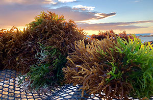 Cargill beauty news launch satiagel kappa carrageenan Cargill beauty news launch satiagel kappa carrageenan