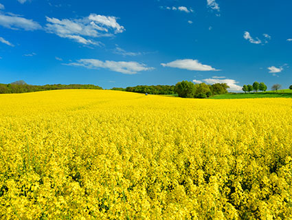 Cargill Lecithin - a field of rapeseed in a countryside scene