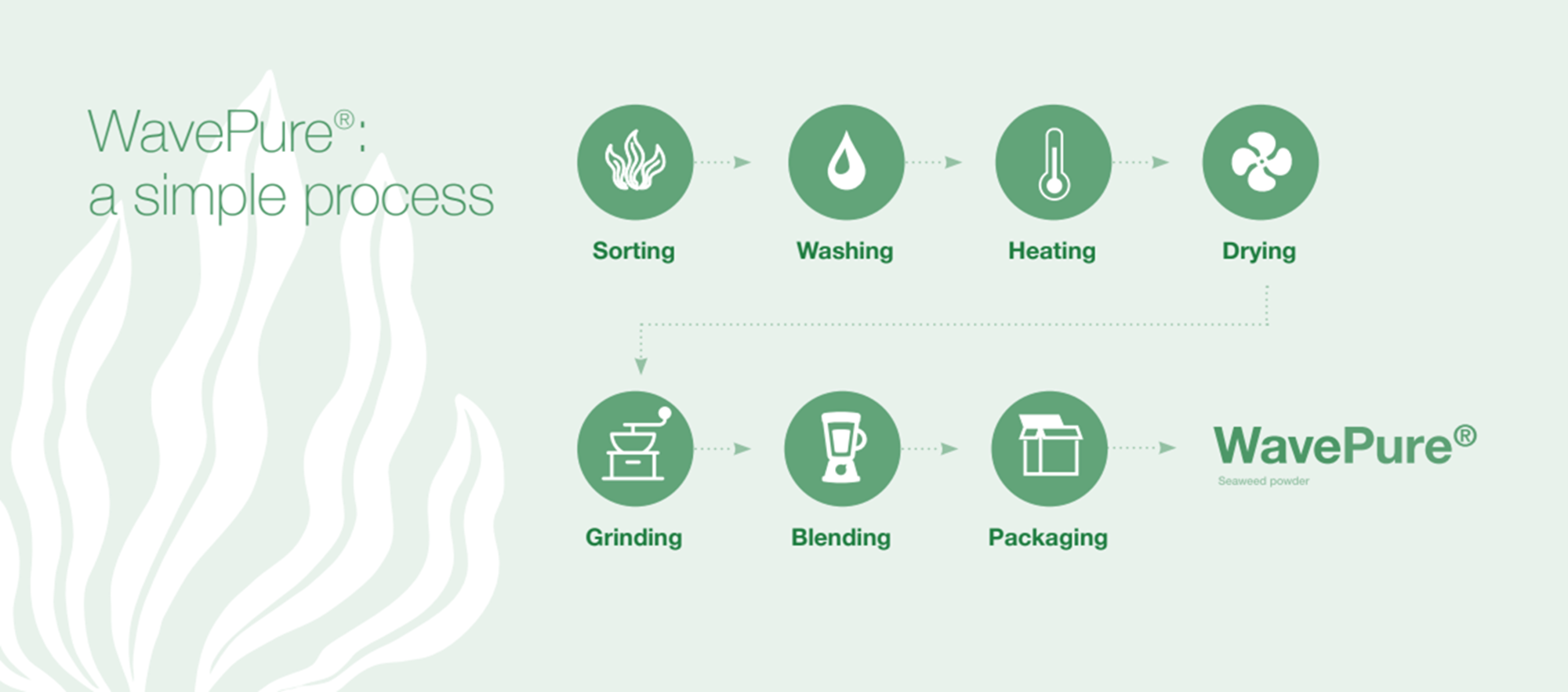 WavePure Seaweed Powder production process WavePure Seaweed Powder production process