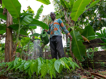 Agroforestry keeps forests and cocoa growing communities strong together