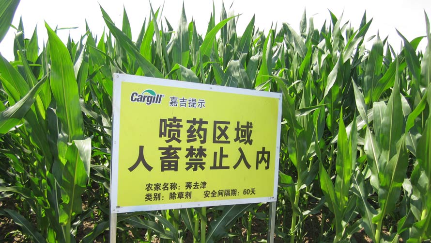 Making corn farming in China image Making corn farming in China image