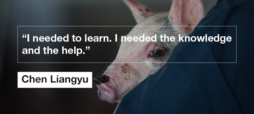 pig background quote image pig background quote image