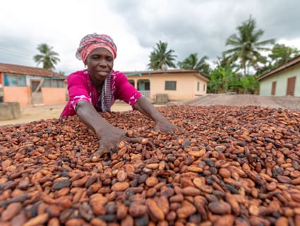 A woman digs through cocoa beans. A woman digs through cocoa beans.