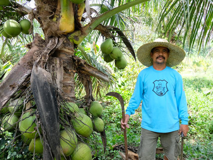 man next to coconut tree image man next to coconut tree image