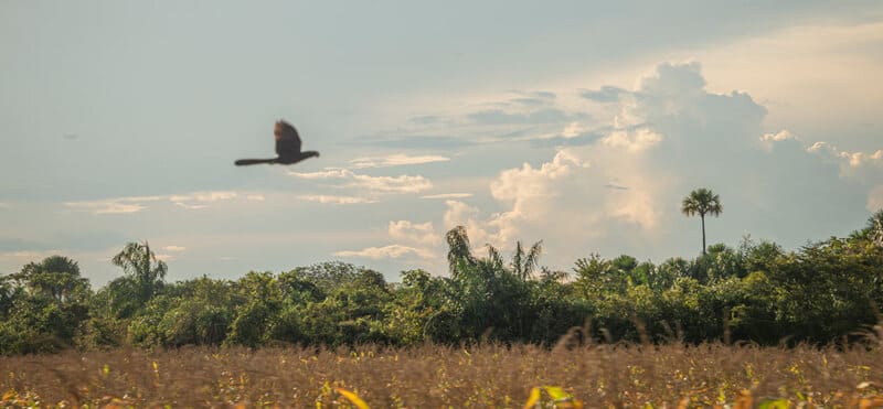 forests and farms image