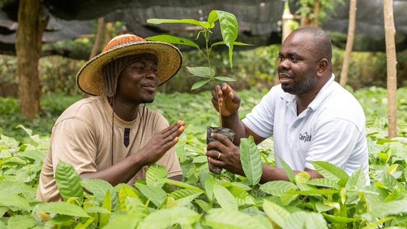 two men looking at small cocoa tree two men looking at small cocoa tree