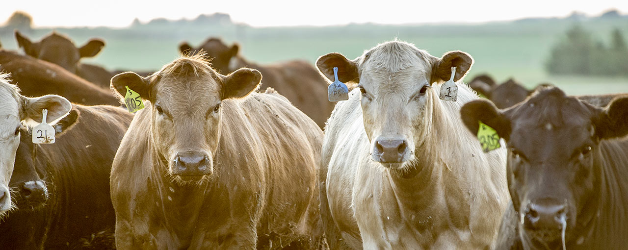 hero sustain beef 4 environment