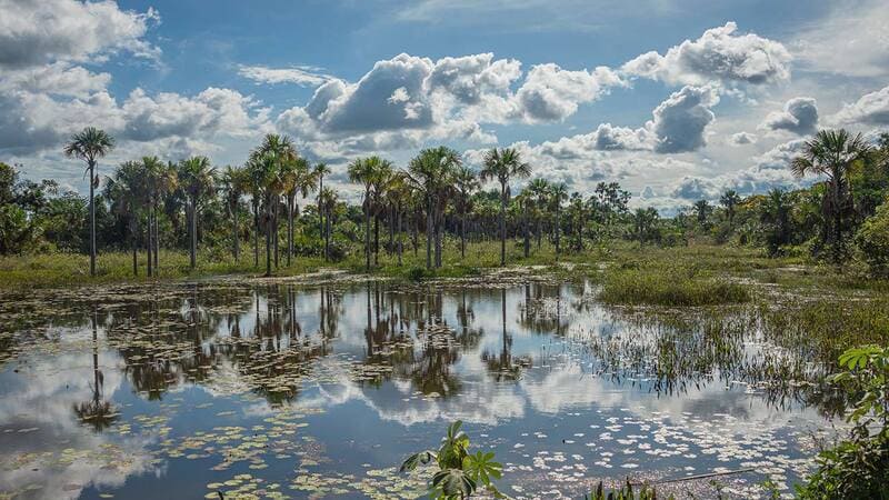 Protecting and restoring forests in Brazil