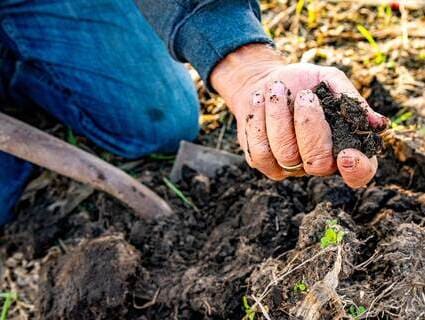 farmer holding soil in hands farmer holding soil in hands