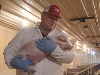 A pork farmer holds a pig. A pork farmer holds a pig.