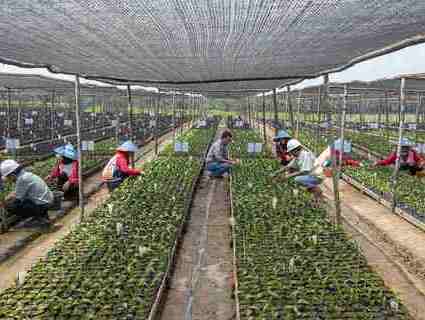 Workers inspect palm tree plants growing under nets. Workers inspect palm tree plants growing under nets.