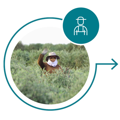 The Jojoba Promise - Resilient Farmers and Communities The Jojoba Promise - Resilient Farmers and Communities