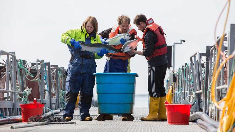 Three employees check the quality of the fish raised by Cargill in the North Sea.  Three employees check the quality of the fish raised by Cargill in the North Sea.